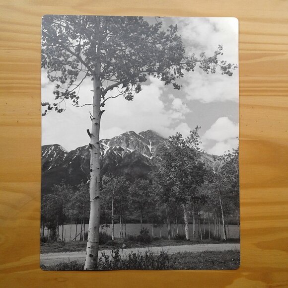 Collection of Vintage Photo Prints - Picture 2 of 6